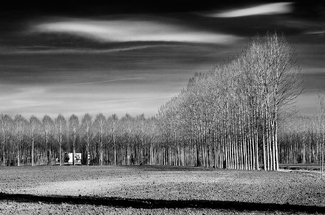 graphic's trees B graphic's trees B