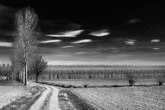 graphic's trees C graphic's trees C