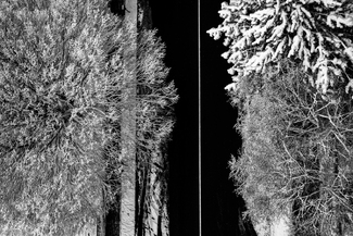 Snow Tree Road Snow Tree Road