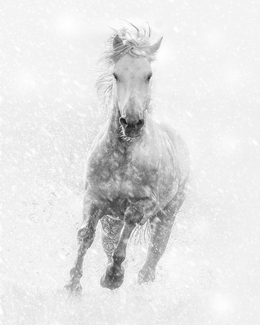 Stormin Stallion Stormin Stallion