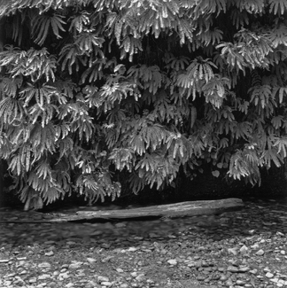 Fern and Log Fern and Log