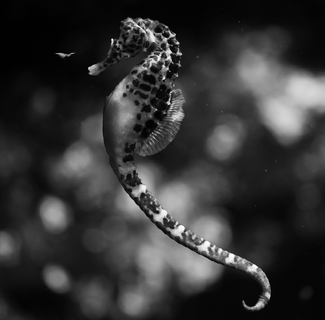 Hippocampus & Decapod Hippocampus & Decapod