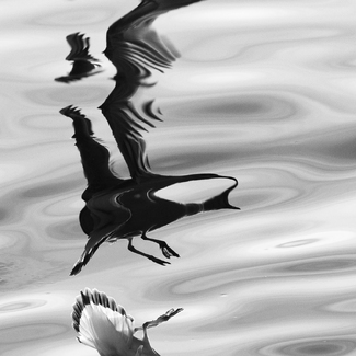 Fabelvogel Fabelvogel