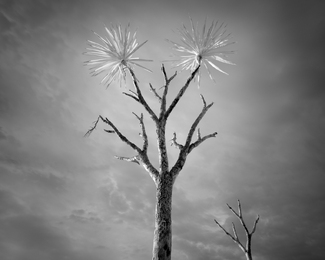 Cordyline Australis Cordyline Australis