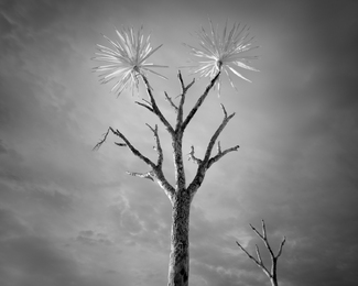 Cordyline Australis