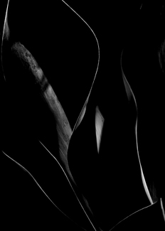 Curves of Green in Black and White Curves of Green in Black and White