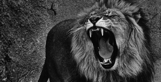 King of the Beasts King of the Beasts