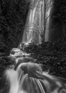 Dark Forest I Dark Forest I