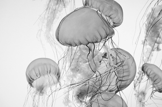Jellyfish #2 Jellyfish #2
