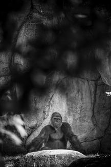 Pensive Silverback Pensive Silverback