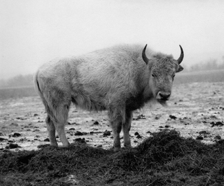 White Buffalo Calf