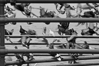 Give Peace a Chance Give Peace a Chance