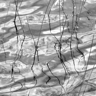 Dance of the Reeds Dance of the Reeds