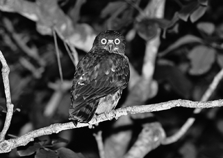 Northern Boobook Northern Boobook