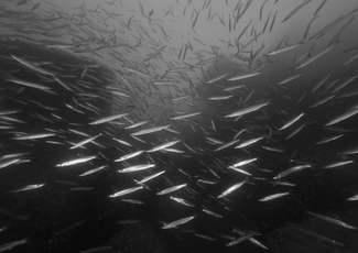 Schooling Japanese Barracuda Schooling Japanese Barracuda