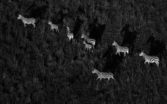 Dazzle of zebras