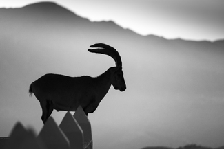 ibex dawn