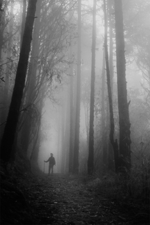 The Enchanted Forest The Enchanted Forest