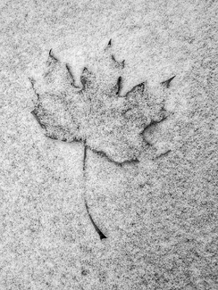 Winter In Pending Winter In Pending