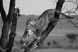 Leopard moving kill