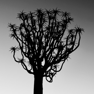 Quiver Tree Silhouette Quiver Tree Silhouette