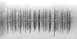 Flooded Forest Flooded Forest