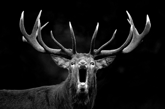 Deer bellow Deer bellow