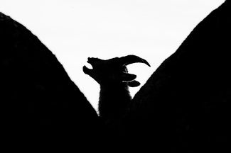 Goat silhouette Goat silhouette