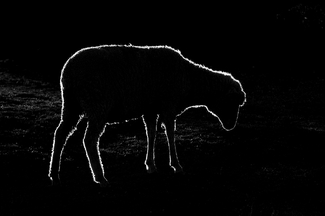 Sheep silhouette Sheep silhouette