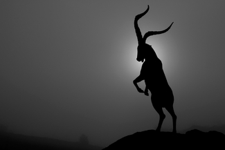 Mountain goat Mountain goat