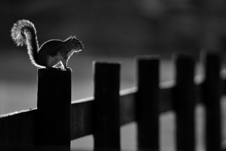 My garden neighbor My garden neighbor