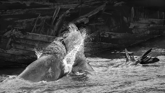 Clash of the Titans Clash of the Titans