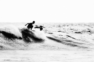 A Pelican's Wing A Pelican's Wing