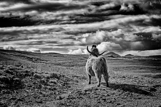 Highland Steer Isle of Skye Highland Steer Isle of Skye
