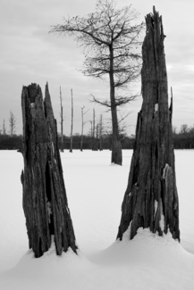 Cypress Trees in Winter