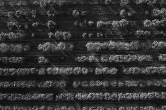 Apple trees No.174 Apple trees No.174