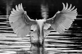 Dive To Gain BW Dive To Gain BW