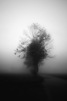 misty morning misty morning