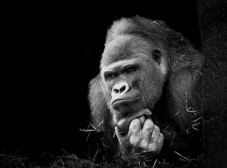 Mindfulness Mindfulness