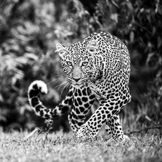 Leopard stare Leopard stare