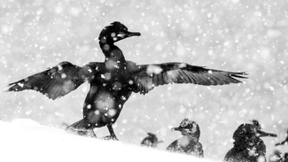 Stormy Shag Stormy Shag