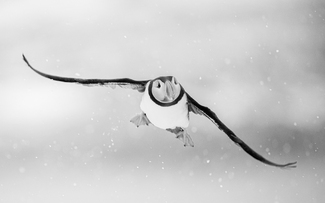 Winter Puffin Winter Puffin