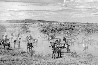 Serengeti Zebra Serengeti Zebra