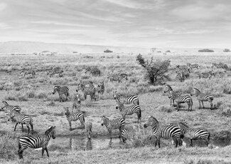 Zebra Herd Zebra Herd
