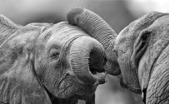Elephants Amour