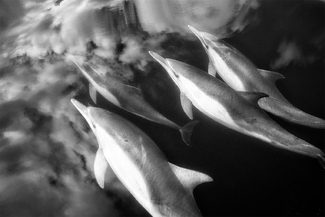 Dolphins in Clouds Dolphins in Clouds