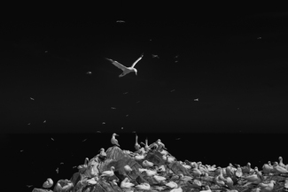 Gannets at Saltee Island Gannets at Saltee Island