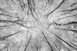 Looking at the Sky at Dereen Woods Looking at the Sky at Dereen Woods