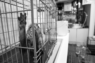 A Caged Existence A Caged Existence