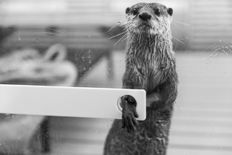 The Glass Prison The Glass Prison